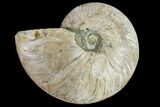 5.5" Silver Iridescent Ammonite (Cleoniceras) Fossil - Madagascar - #159375-1